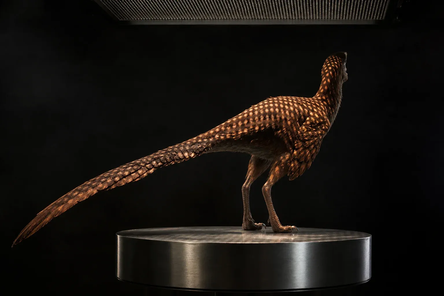 A feathered bipedal creature on a steel plinth in a dark studio, lit through a perforated screen that dapples its body with bright dots and shadow.